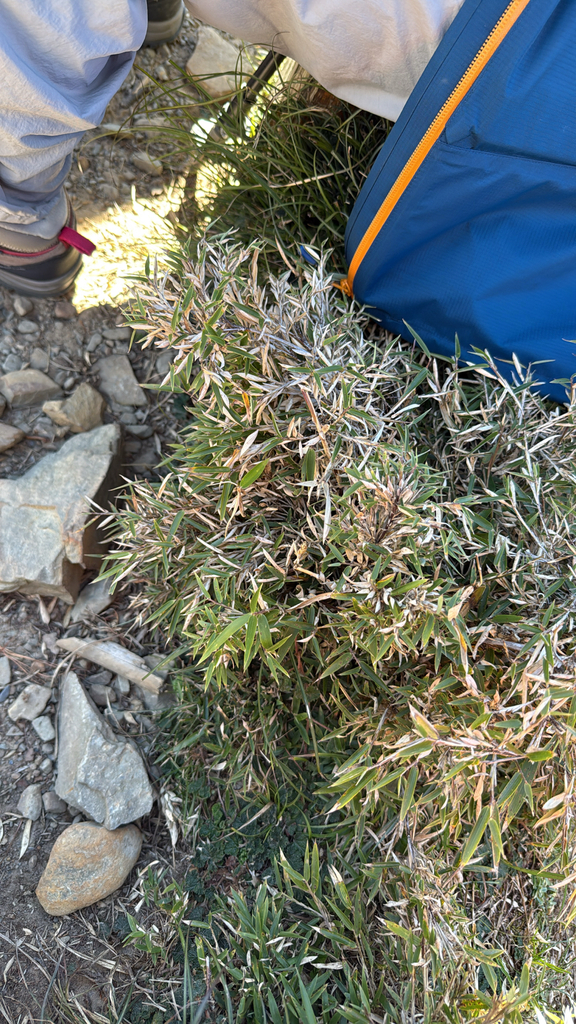 Yushan cane (Yushania niitakayamensis (Hayata) Keng f.) · Plant Atlas