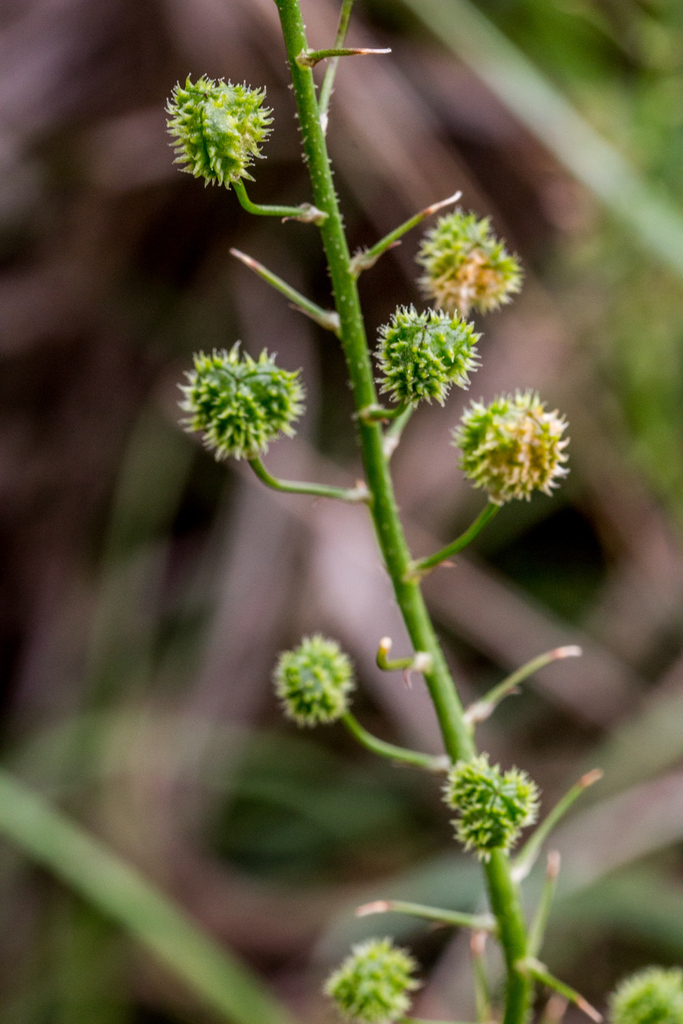 Trachyandra gerrardii (Spider Plant, Bonnethead)