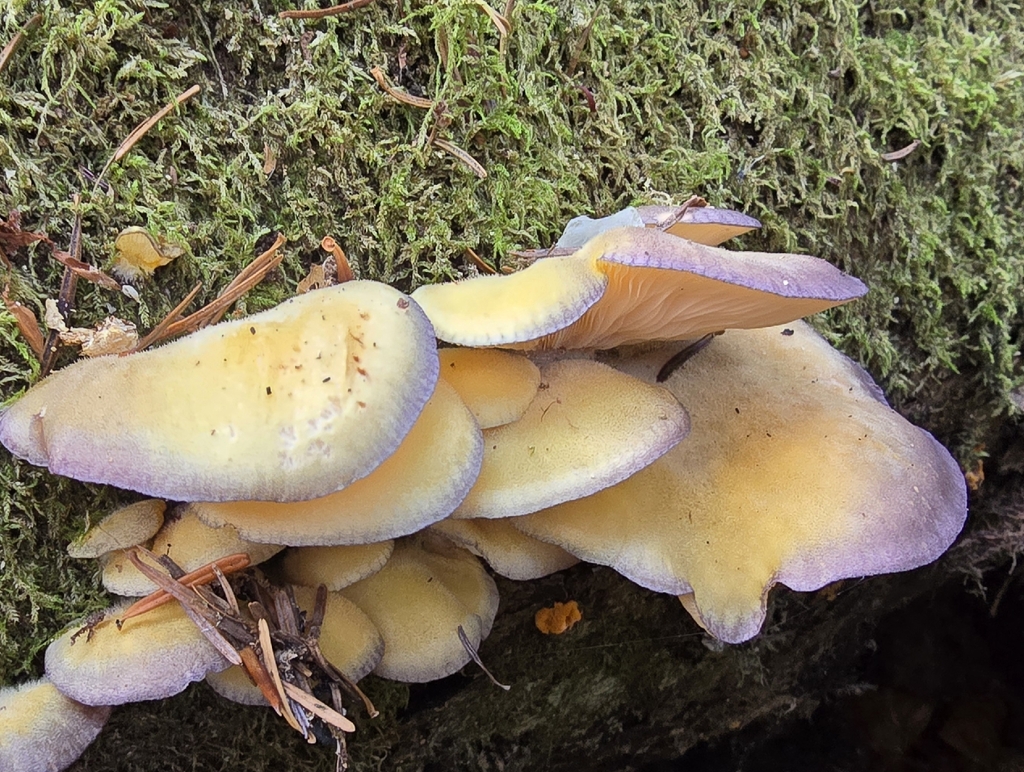 Sarcomyxa serotina · November 2025 · photo: © paulanimigean (iNaturalist, cc-by)