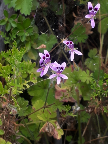 Pelargonium columbinum