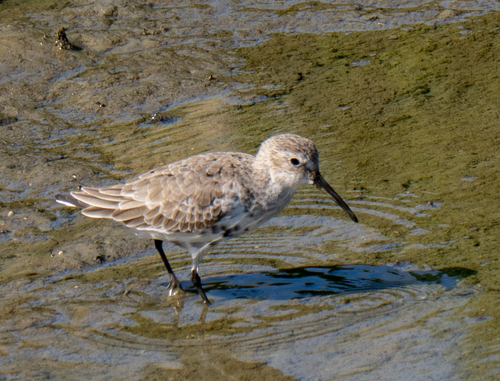 Curlew Sandpiper