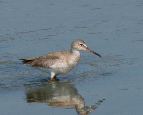 Common Redshank