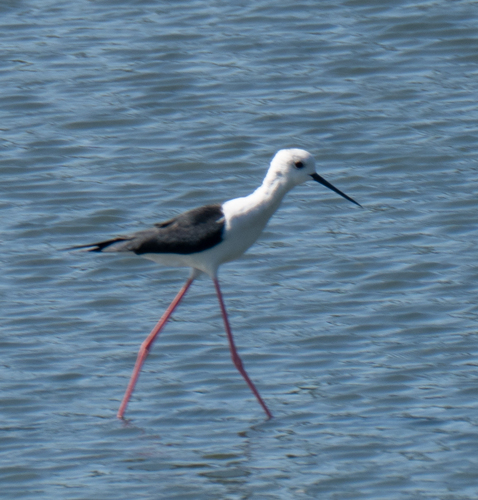 Black-winged Stilt