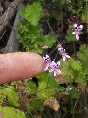 Pelargonium columbinum