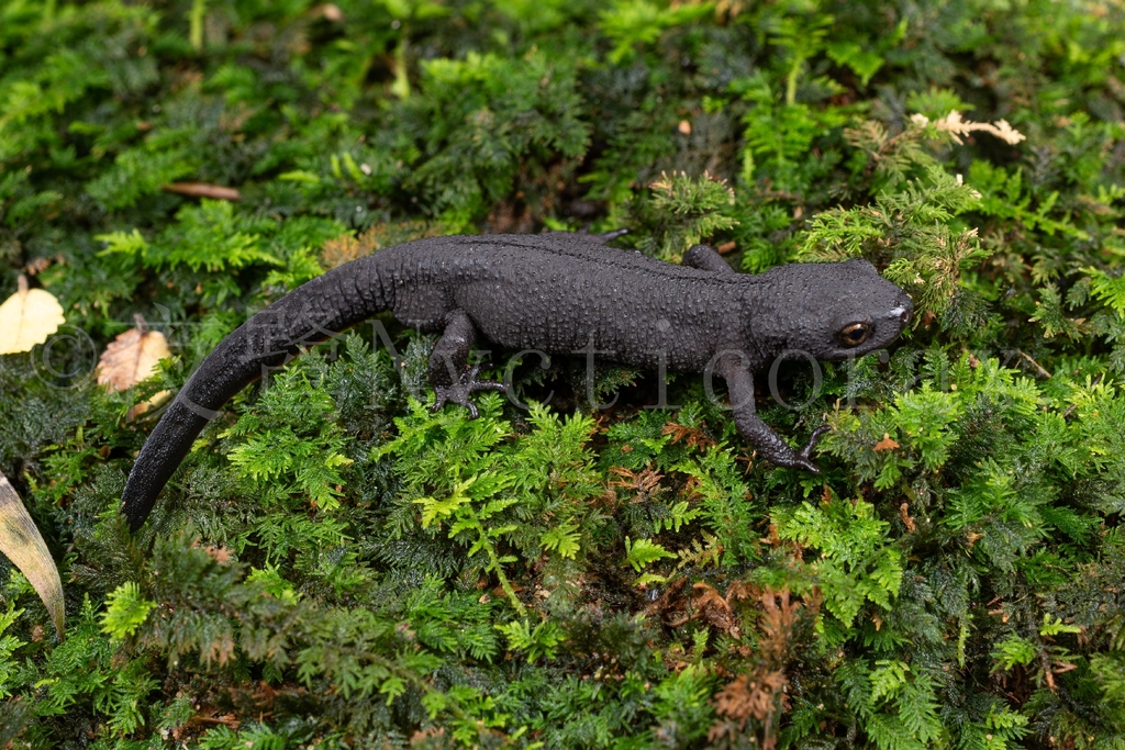 Oriental Fire-bellied Newt