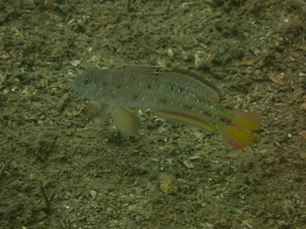 Spinecheek goby