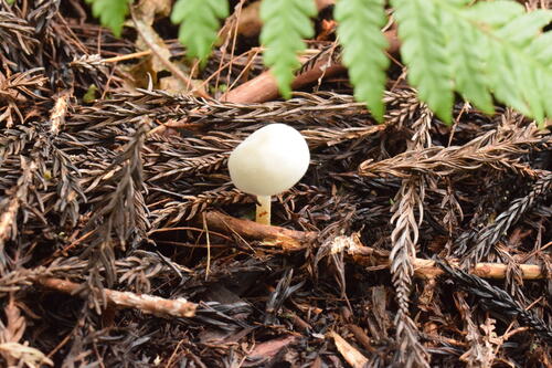 Strobilurus ohshimae