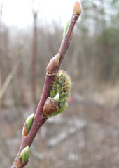 Salix gmelinii