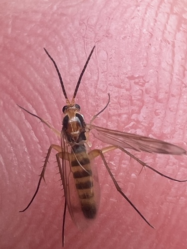 Unknown species found near Anderson St, Staunton, VA, US