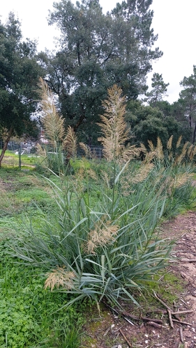 Arundo micrantha (Arundo micrantha)