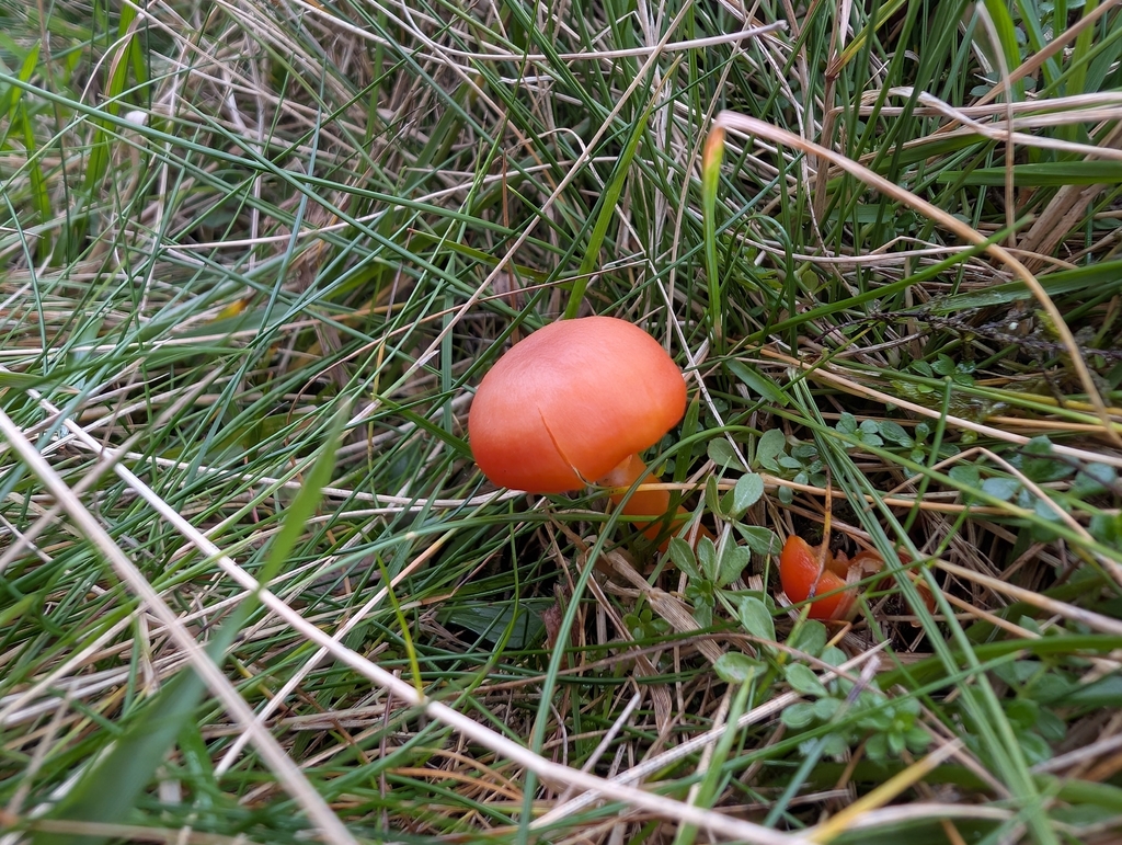 Hygrocybe reidii · November 2025 · photo: © markbreaks (iNaturalist, cc-by)