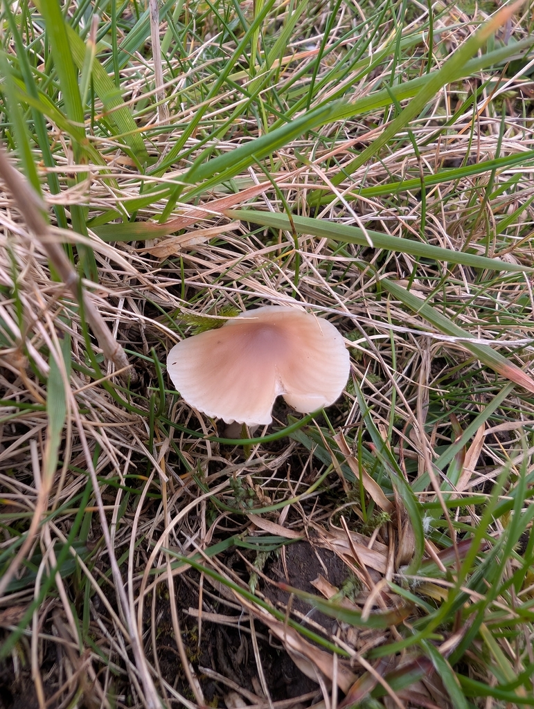 Cuphophyllus colemannianus · November 2025 · photo: © markbreaks (iNaturalist, cc-by)