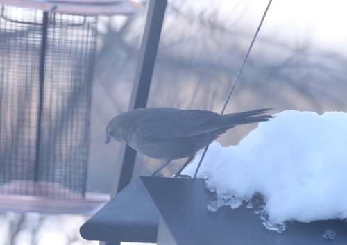 Brown-headed Cowbird photographed in Vermont
