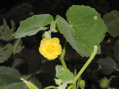 Abutilon pannosum