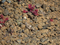 Sphingonotus savignyi