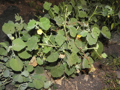 Abutilon pannosum