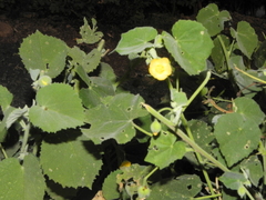 Abutilon pannosum