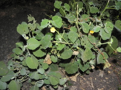 Abutilon pannosum
