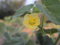 Abutilon pannosum