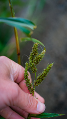 Echinochloa frumentacea