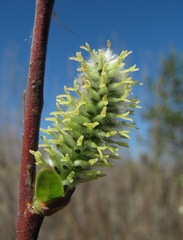 Salix gmelinii