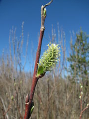Salix gmelinii