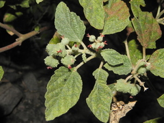 Chrozophora rottleri
