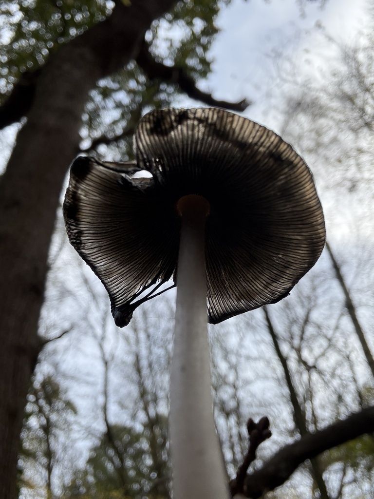 Coprinopsis picacea · November 2025 · photo: © cjoynson (iNaturalist, cc0)