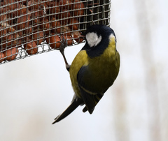 Parus major newtoni