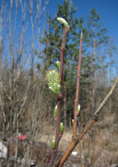 Salix gmelinii