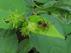 Hypselonotus bitrianguliger