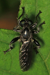 Laphria canis