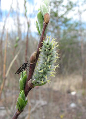 Salix gmelinii