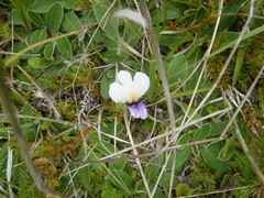 Mazus radicans