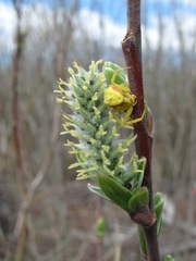 Salix gmelinii