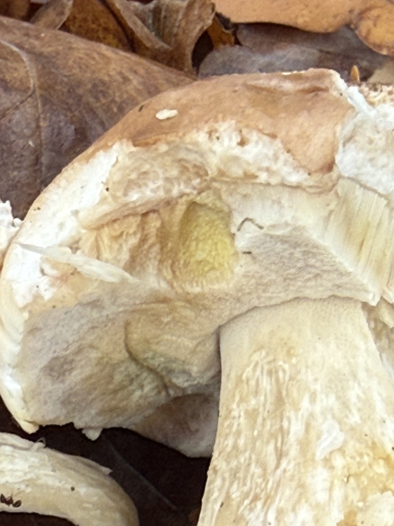 Boletus edulis · November 2025 · photo: © cjoynson (iNaturalist, cc0)