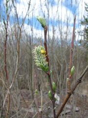 Salix gmelinii