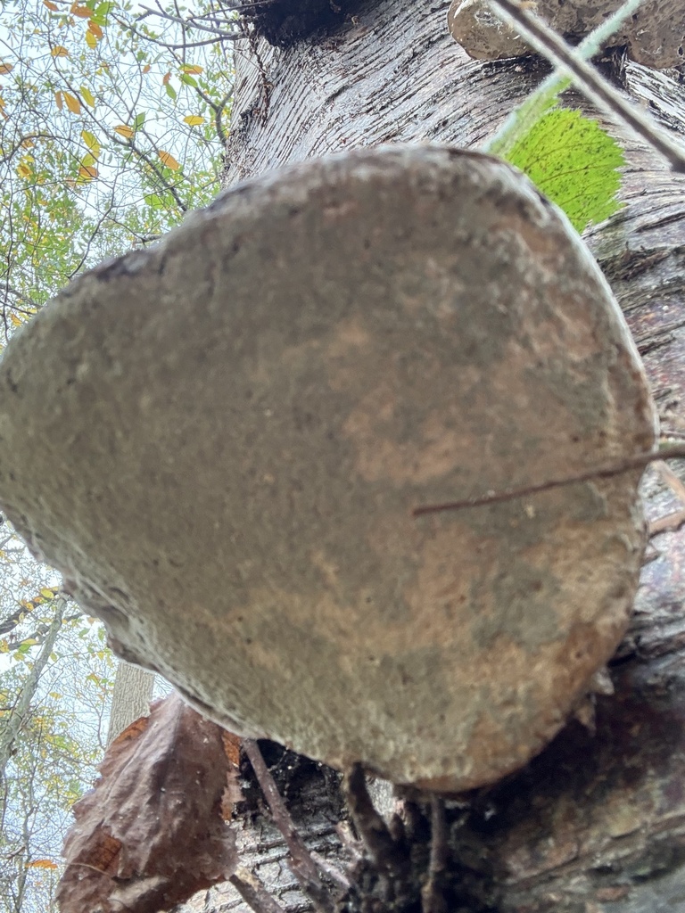 Fomitopsis betulina · November 2025 · photo: © cjoynson (iNaturalist, cc0)