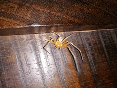 Curicaberis culiacan