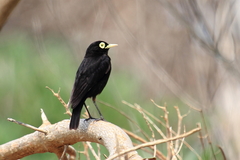 Hymenops perspicillatus