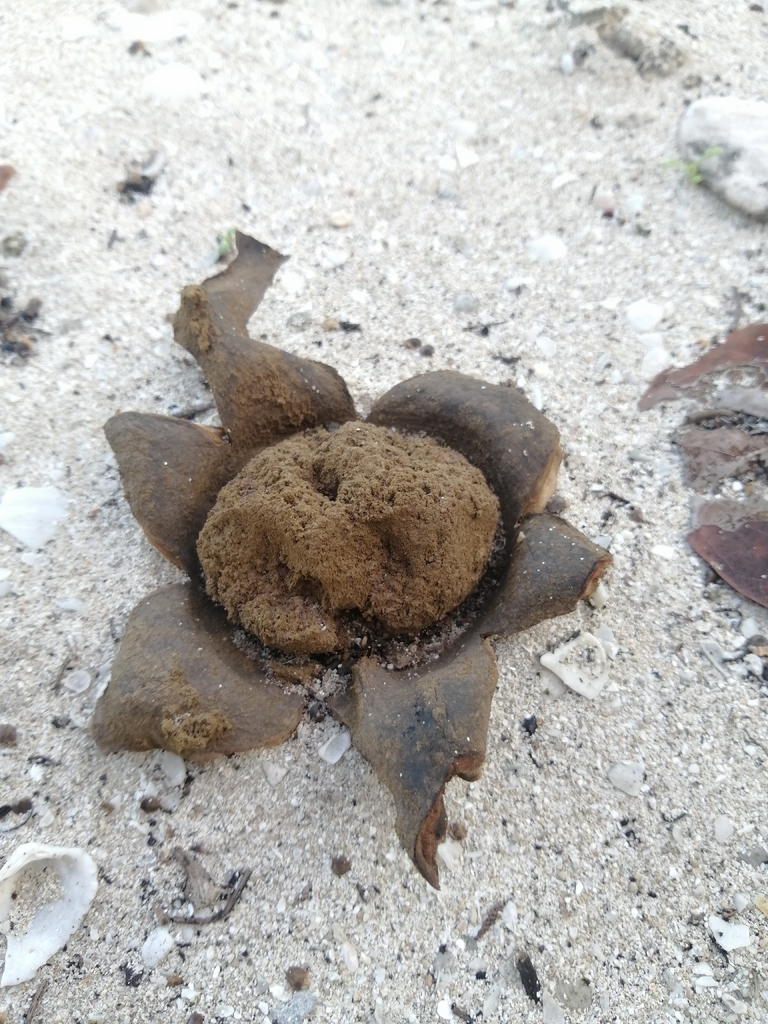 Scleroderma texense