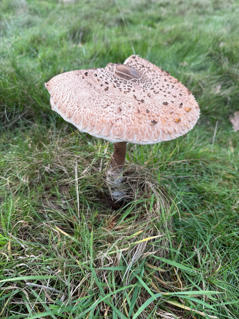 Macrolepiota procera · November 2025 · photo: © nick88 (iNaturalist, cc0)