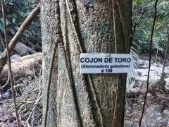Tabernaemontana litoralis