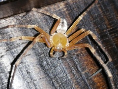 Curicaberis culiacan