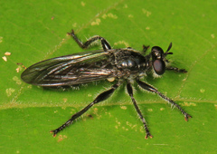 Laphria canis