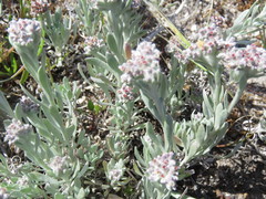 Vellereophyton