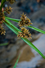 Cyperus flavicomus