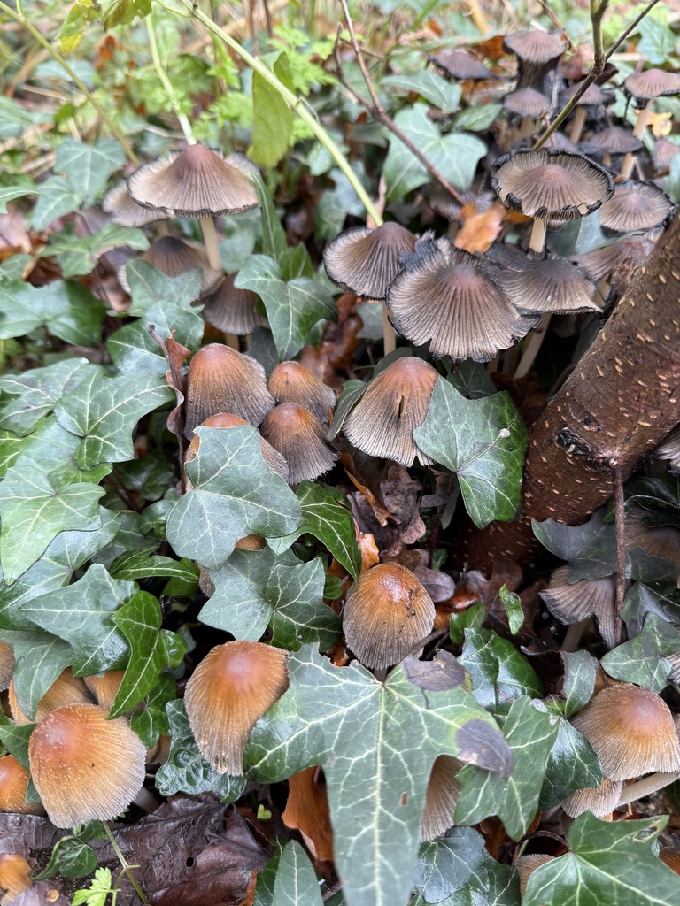 Micacei · November 2025 · photo: © cjoynson (iNaturalist, cc0)