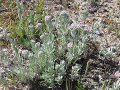 Vellereophyton