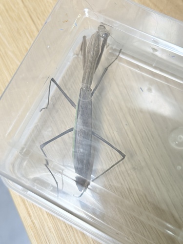 Chinese Mantis